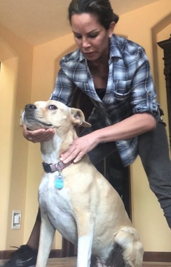 Dr. Mindy Mar adjusting a dog