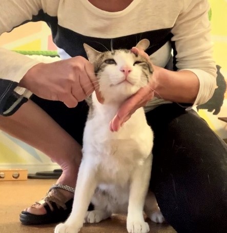 Dr. Mar performs a chiropractic adjustment on a cat