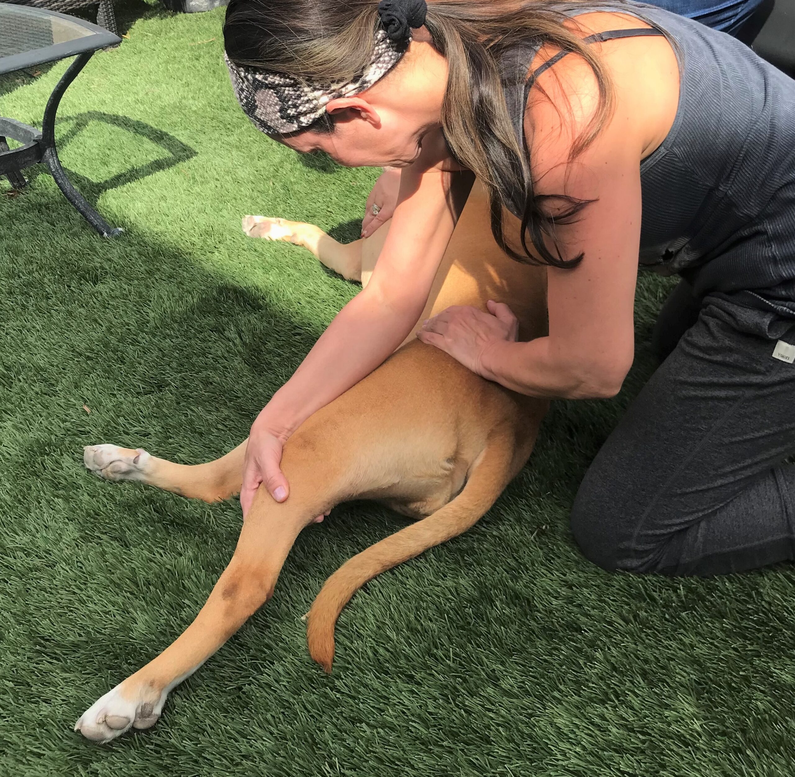 Dr. Mar adjusting a dog